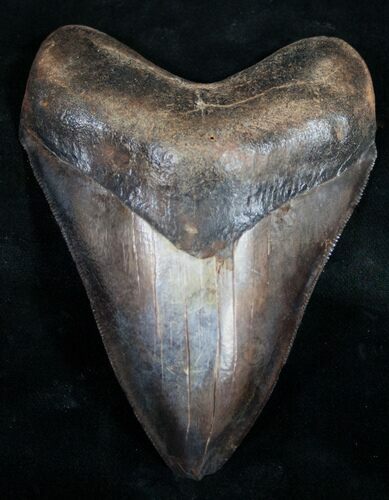 Serrated Georgia Megalodon Tooth #9497